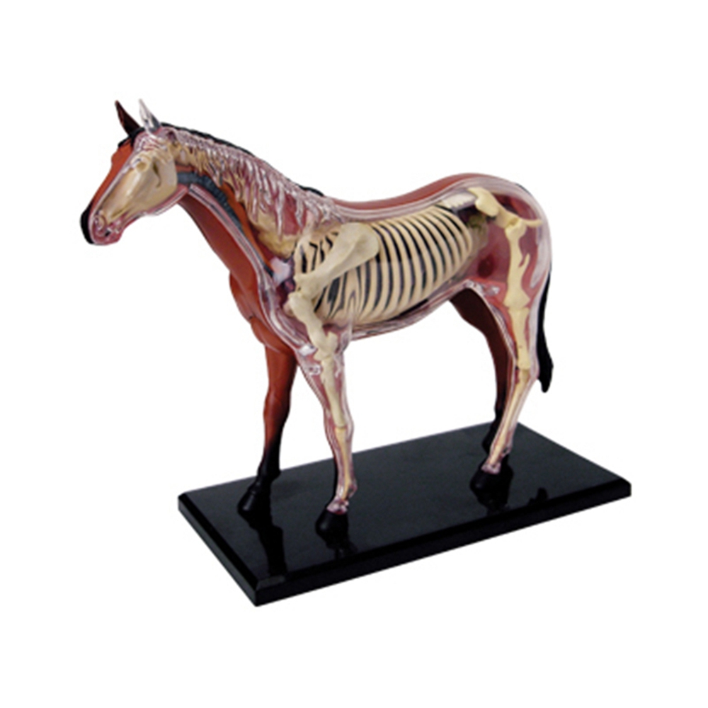 Animal Organ Anatomy Model 4D  - огляд і ціна Science Diy Model